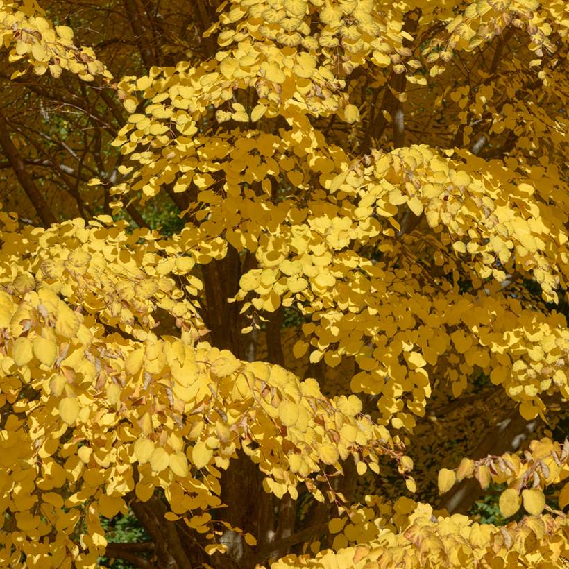 Promesse de Fleurs - Arbre à caramel - Cercidiphyllum japonicum Pot de 7,5L/10L - Image 1
