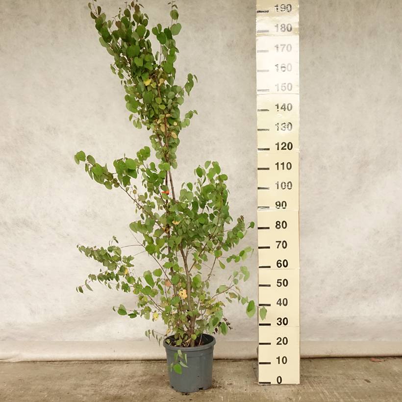 Promesse de Fleurs - Arbre à caramel - Cercidiphyllum japonicum Pot de 7,5L/10L - Image 2
