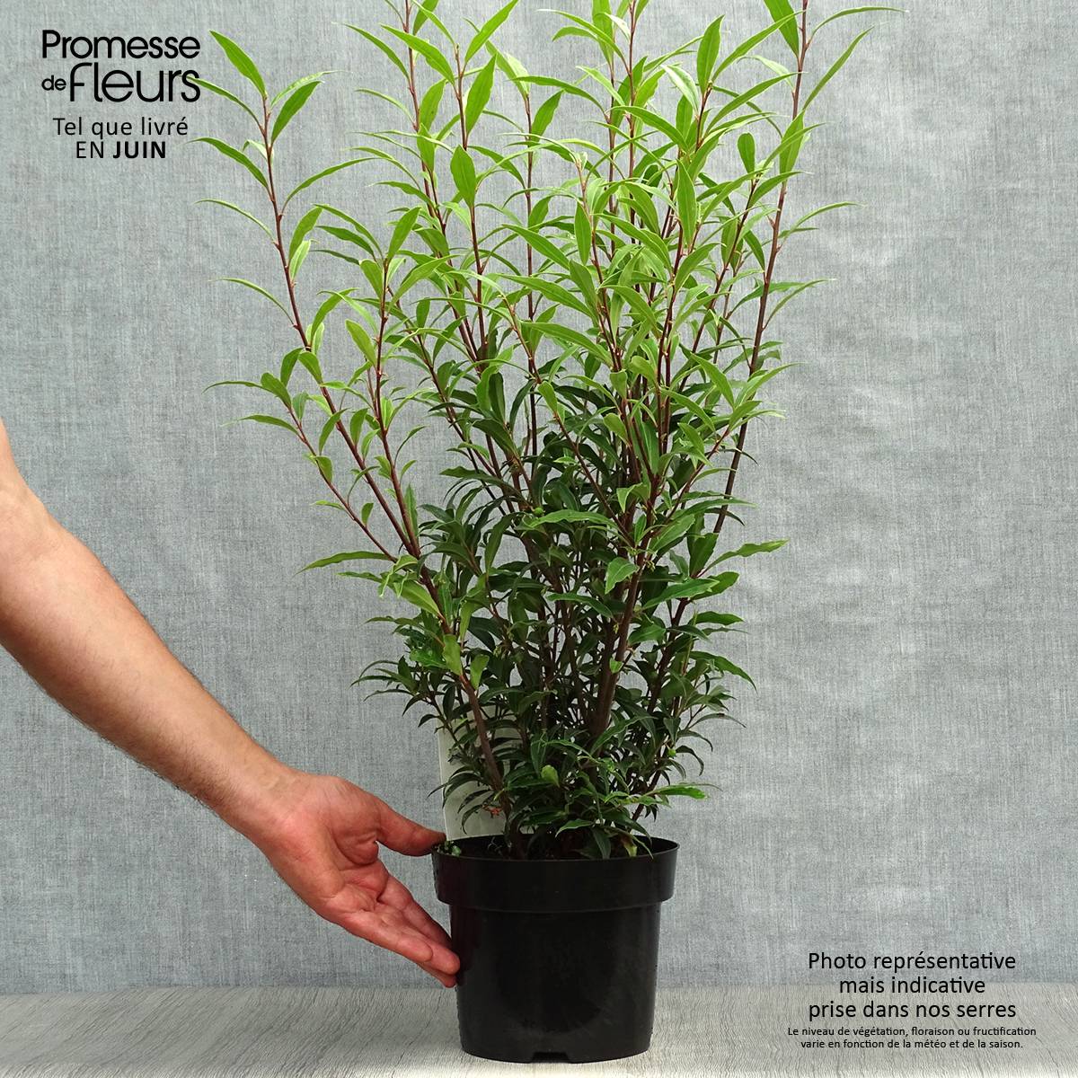Sarcococca hookeriana Purple Stem Pot de 2L/3L - Image 2