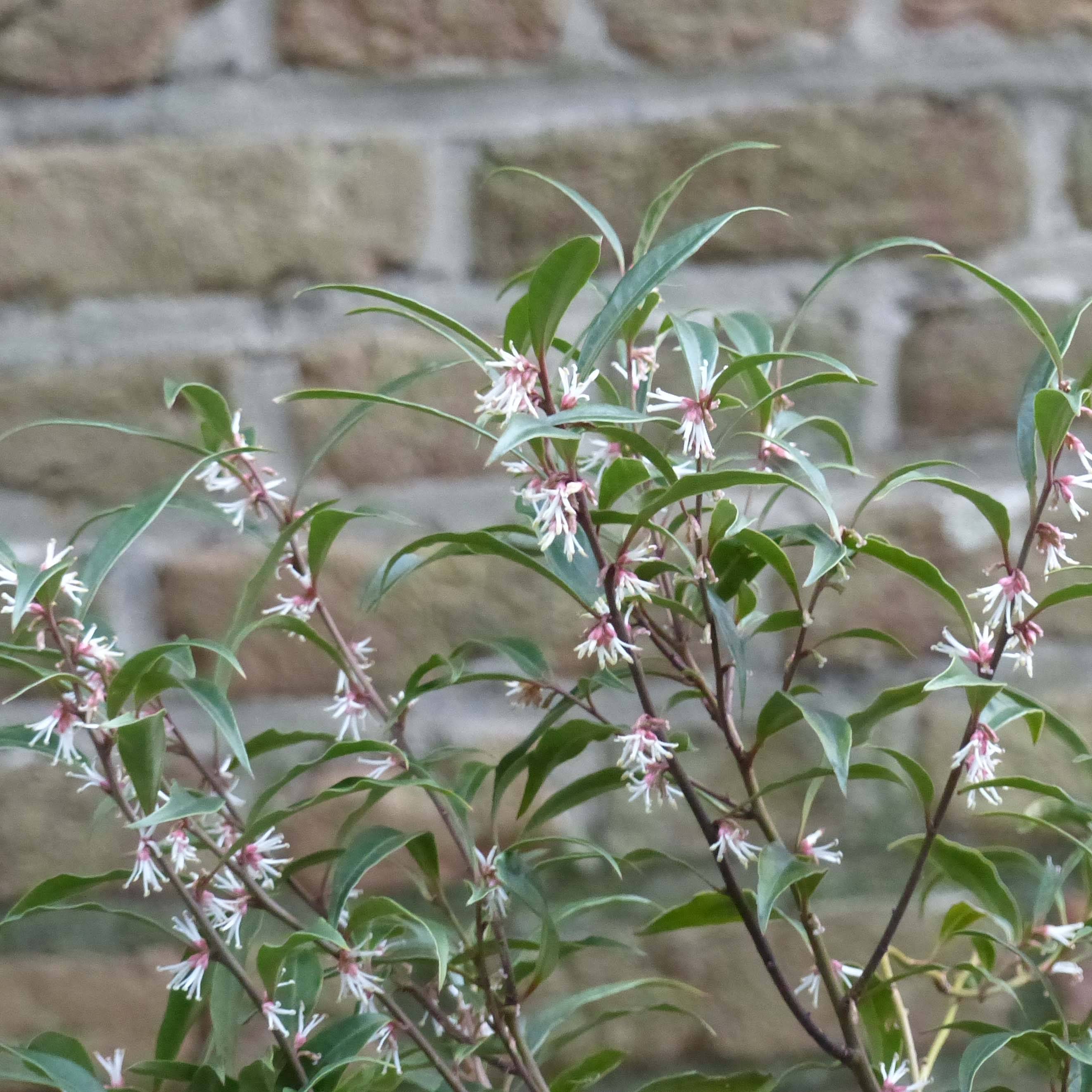 Sarcococca hookeriana Purple Stem Pot de 2L/3L - Image 1