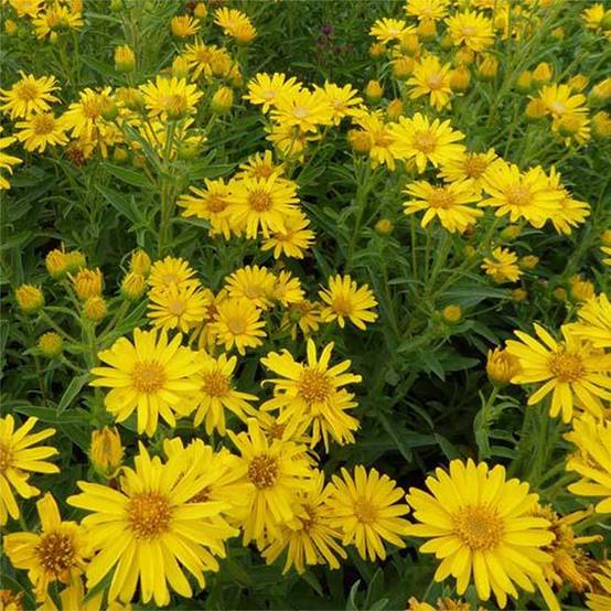 Promesse de Fleurs - Heterotheca villosa Golden Sunshine - Aster jaune Godet de 8/9 cm