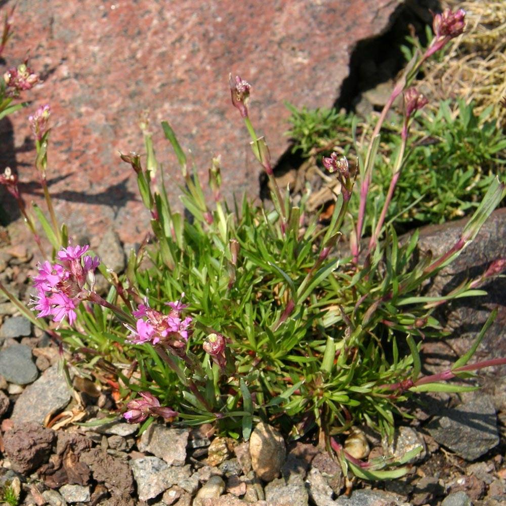 Lychnis alpina - Lychnis des Alpes - Silene suecica - Viscaria alpina Godet de 8/9 cm