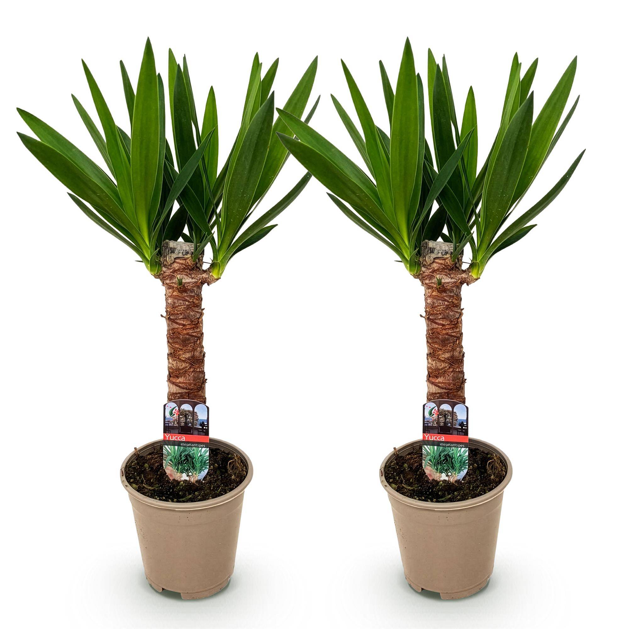 Yucca Elephantipes - Pot de 14cm - Hauteur 55cm - Plantes d'intérieur - Image 2
