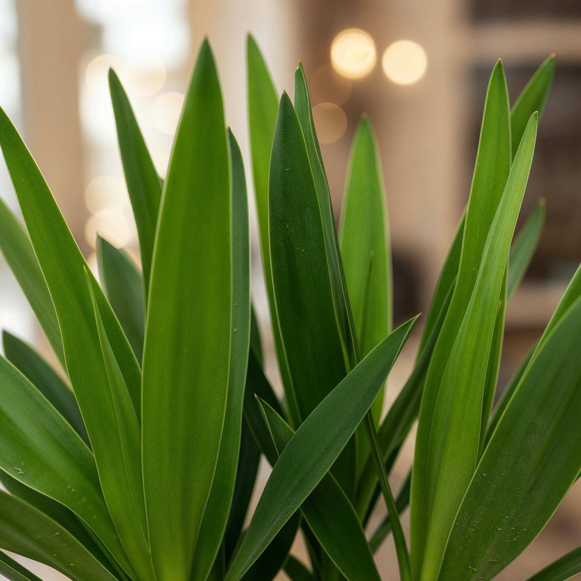 Yucca Elephantipes - Pot de 14cm - Hauteur 55cm - Plantes d'intérieur - Image 5