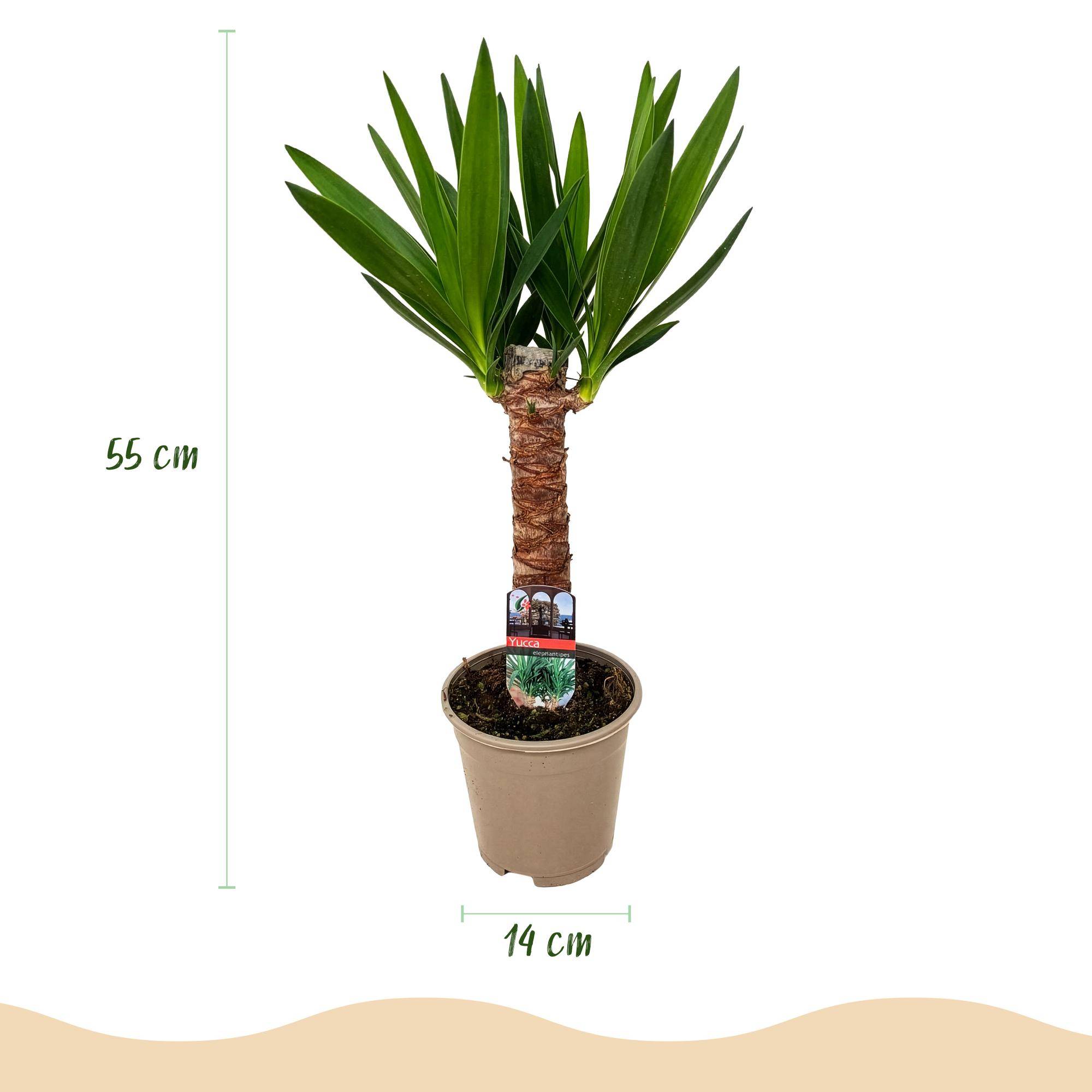 Yucca Elephantipes - Pot de 14cm - Hauteur 55cm - Plantes d'intérieur - Image 3