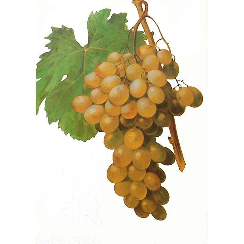 Promesse de Fleurs - Vigne sans pépin Apirena Ametista Pot de 1,5L/2L