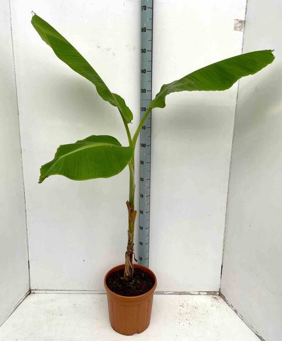 0 - Musa dajiao (banane comestible) Pot de 14 litres - 120/140 cm - Image 1