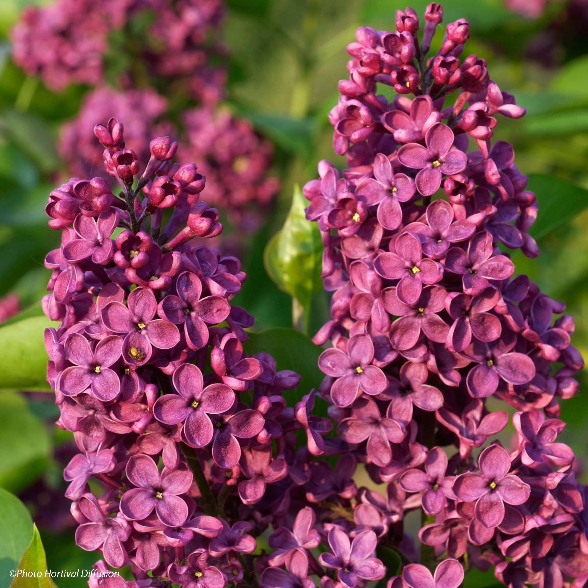 Lilas - Syringa vulgaris Souvenir de Louis Spaeth Pot de 7,5L/10L - Image 1