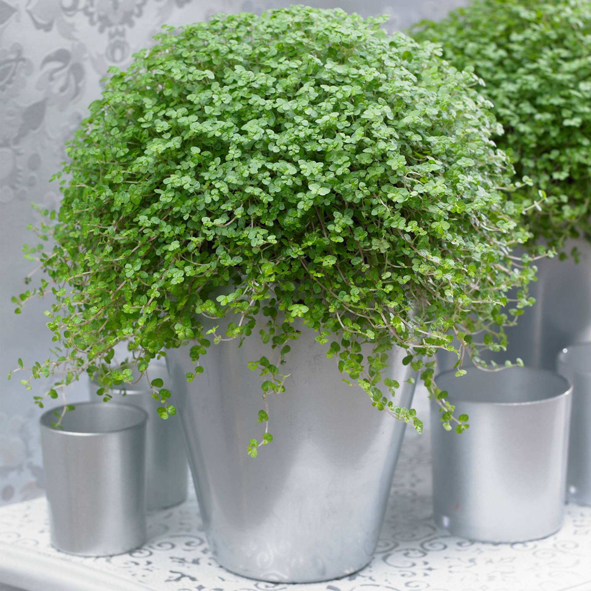 Gardenersdream - Soleirolia Soleirolii Helxine Vert | Hélixine Plante D'Intérieur  - GardenersDream
