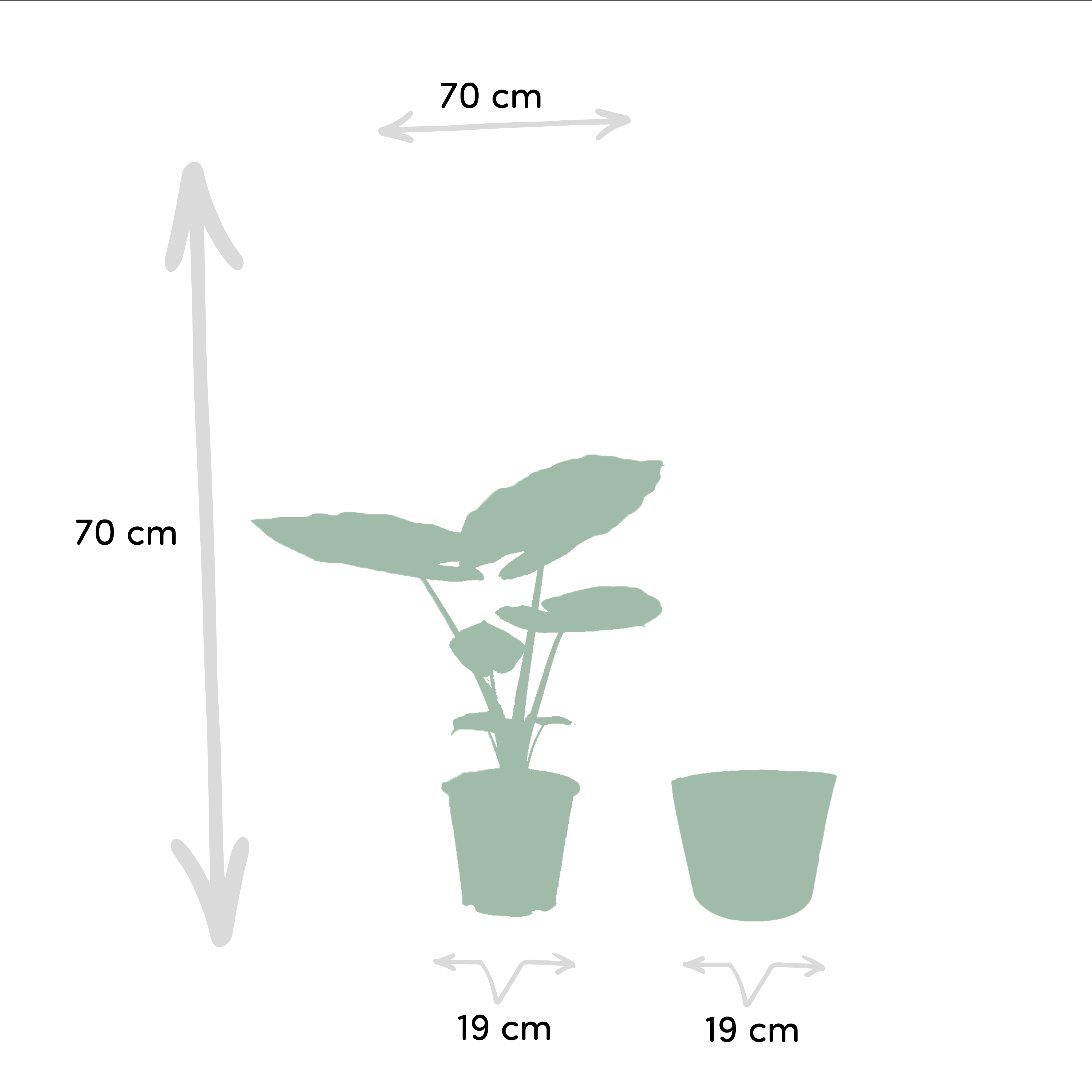 Alocasia Macrorrhiza - H70cm - Image 5