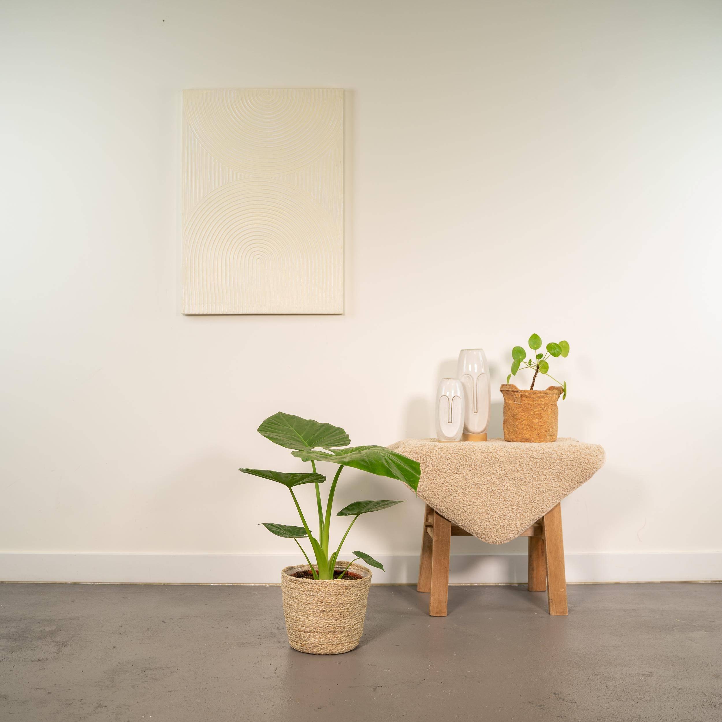 Alocasia Macrorrhiza - H70cm - Image 3