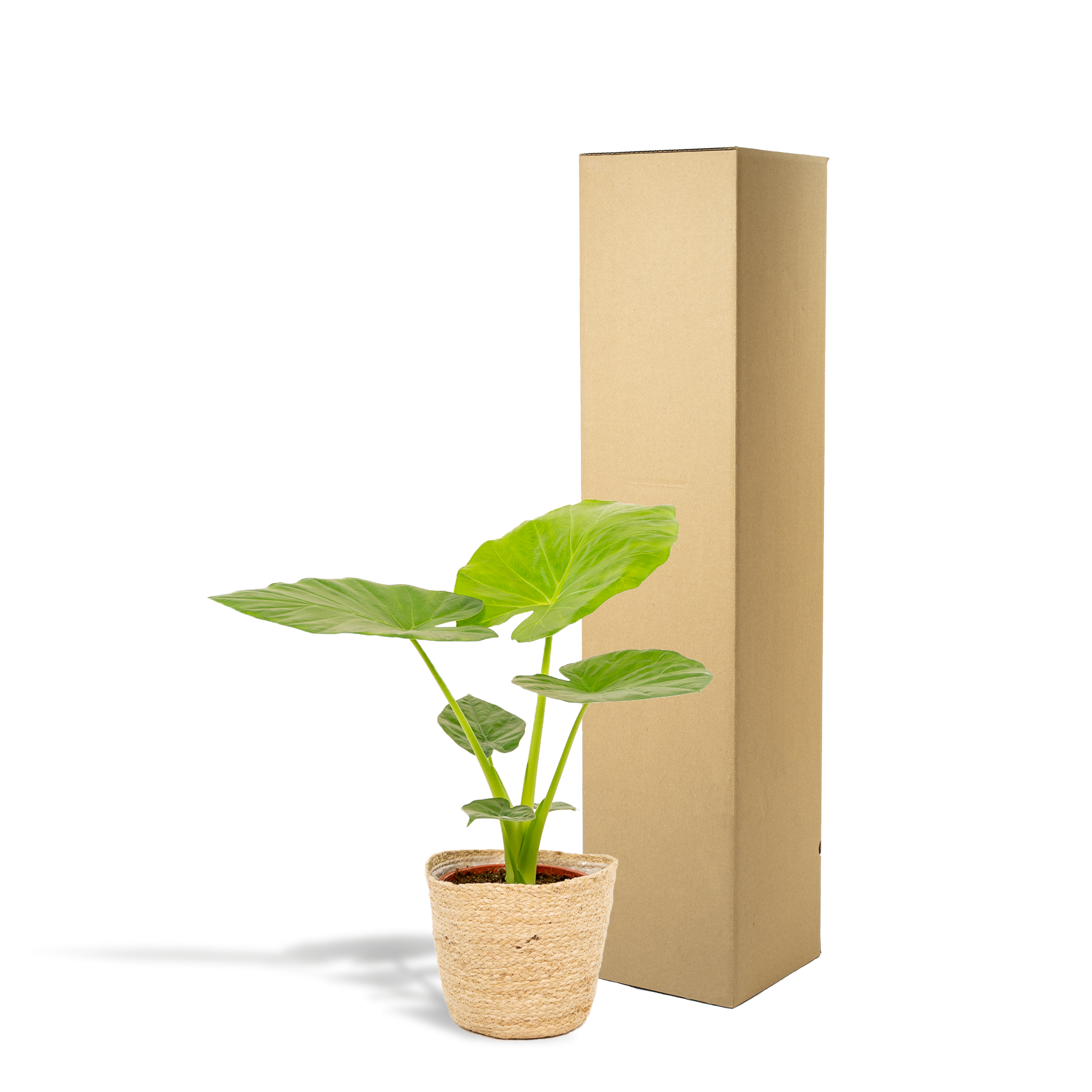 Alocasia Macrorrhiza - H70cm - Image 2