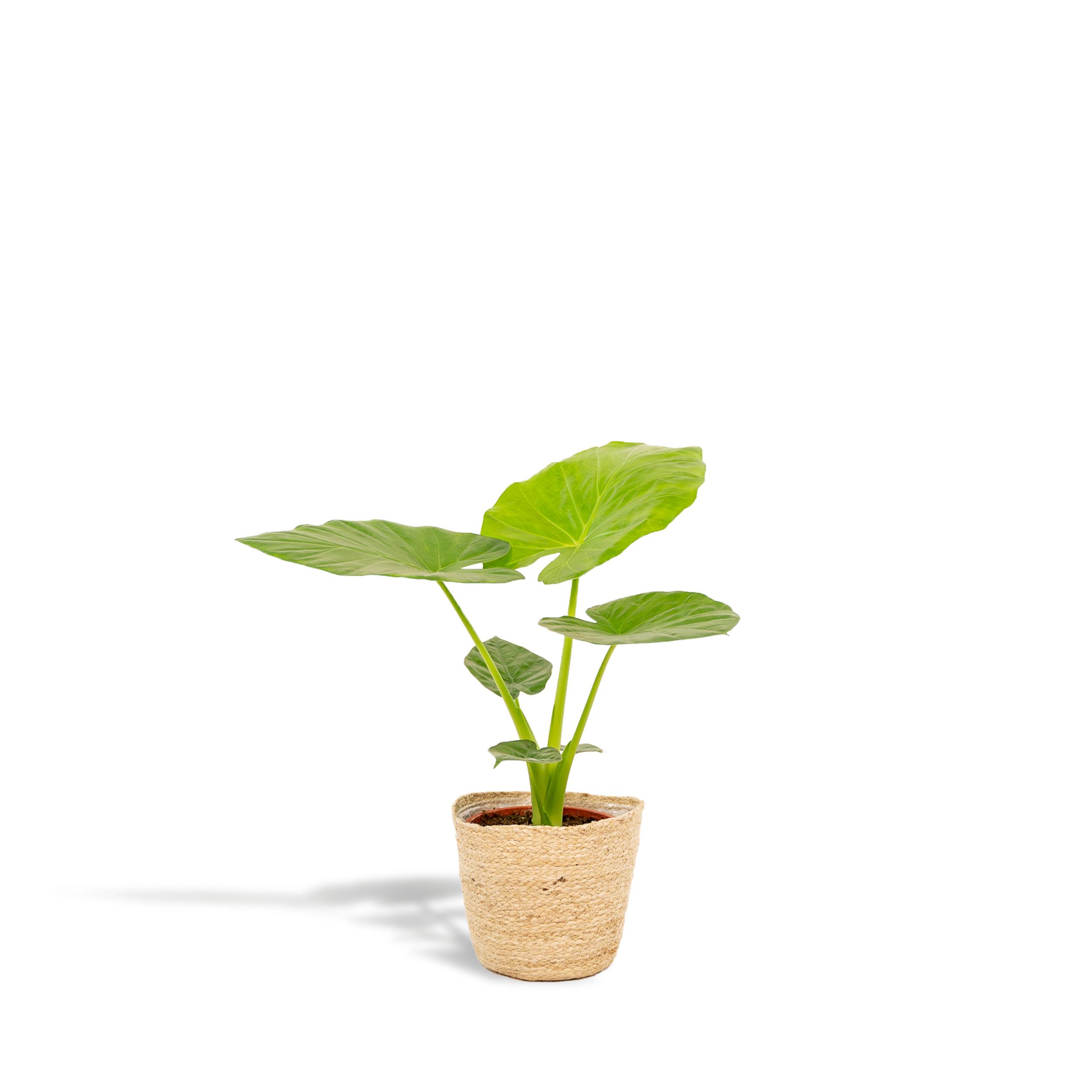Alocasia Macrorrhiza - H70cm - Image 1