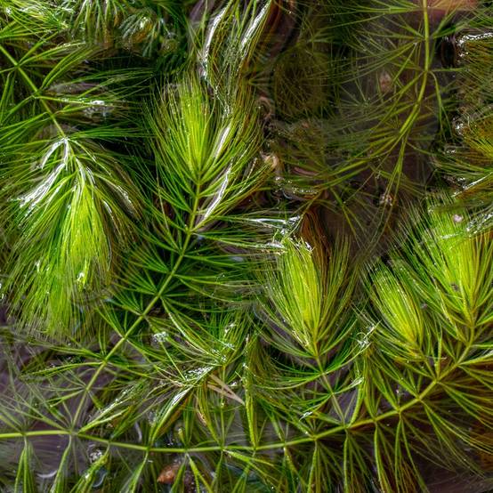 0 - Cornifle 2L - plante oxygénante flottante pour bassin - moins d'algues, rustique - Image 2