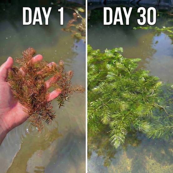 0 - Cornifle 2L - plante oxygénante flottante pour bassin - moins d'algues, rustique - Image 3
