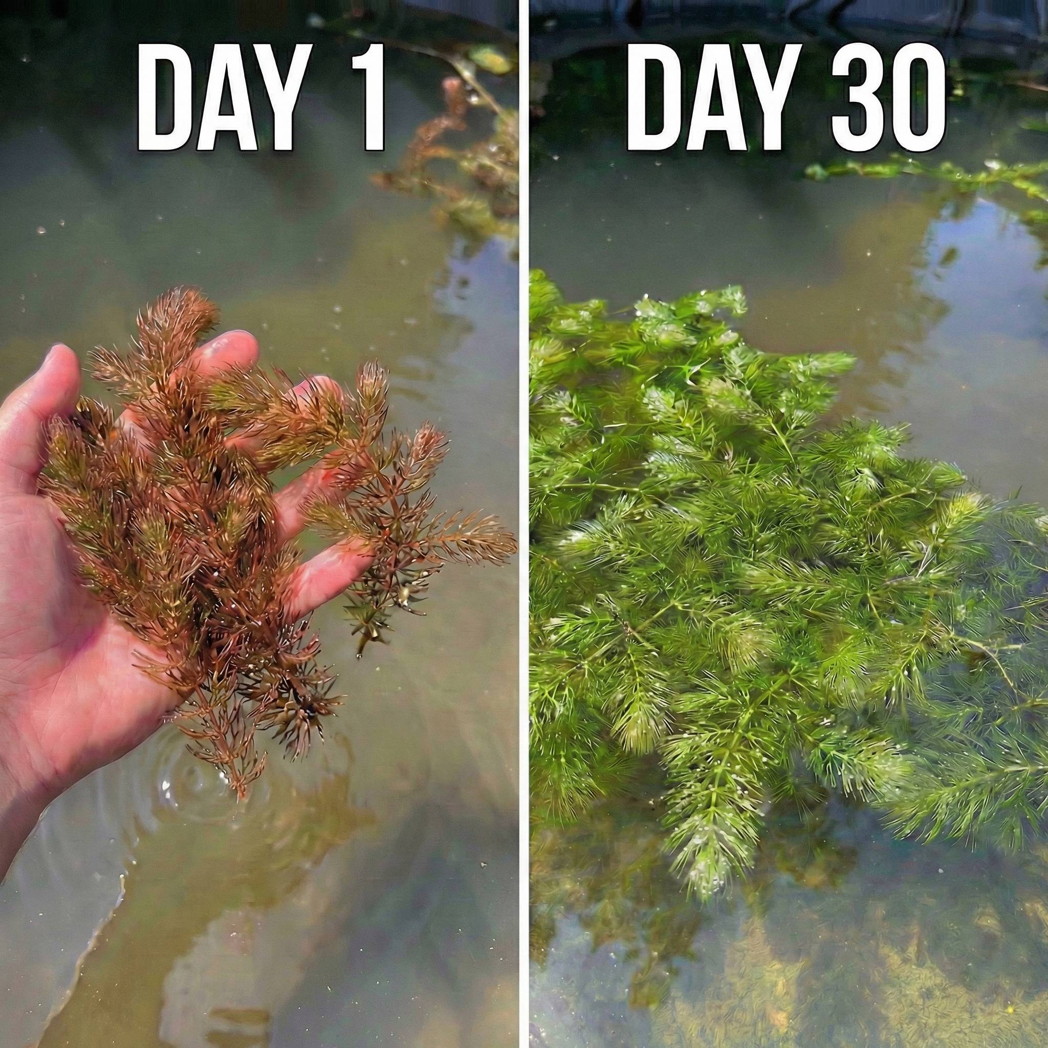 0 - Cornifle 2L - plante oxygénante flottante pour bassin - moins d'algues, rustique - Image 3