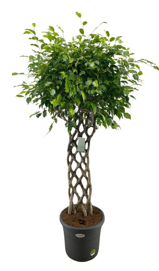 La Green Touch - Ficus Benjamina tressé - Figuier pleureur - H 150 cm