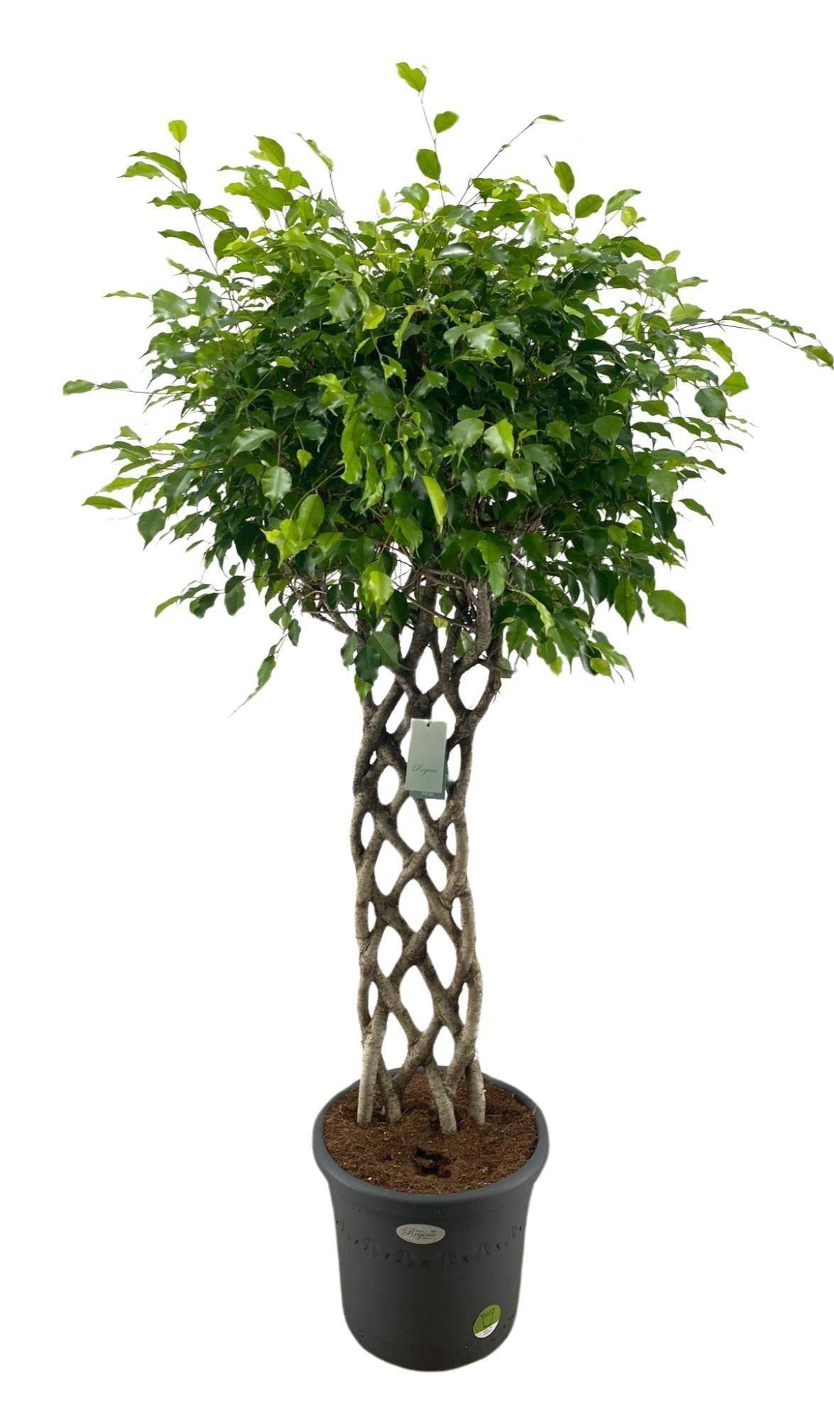 La Green Touch - Ficus Benjamina tressé - Figuier pleureur - H 150 cm