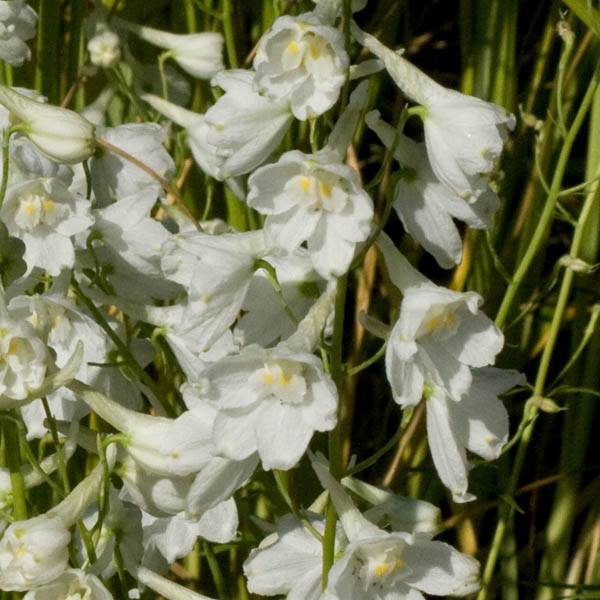 Delphinium belladonna Casablanca - Pied d'Alouette vivace Godet de 7/8 cm