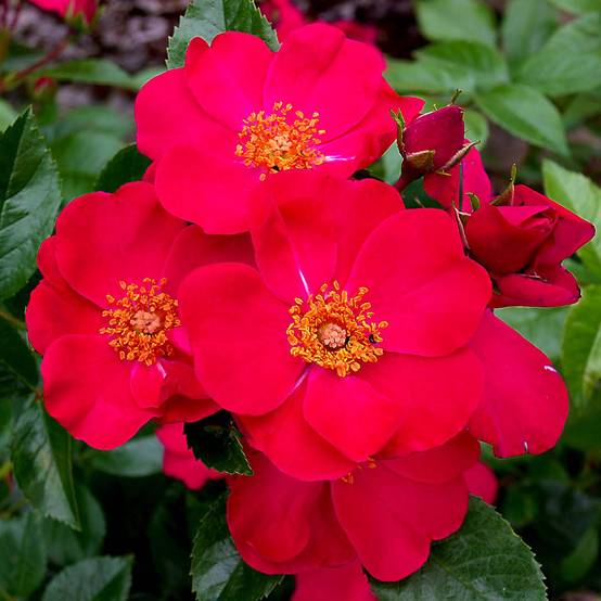 Rosier couvre-sol Pink Flash Pot de 4L/5L