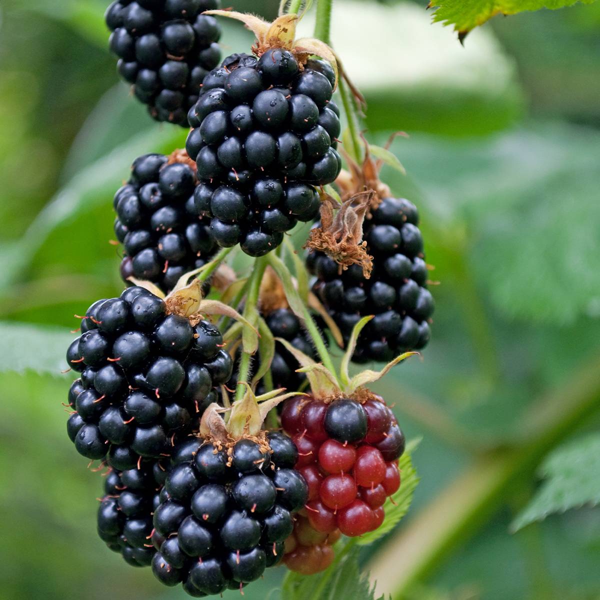 Mûre sans épines Geante Des Jardins Pot de 2L/3L