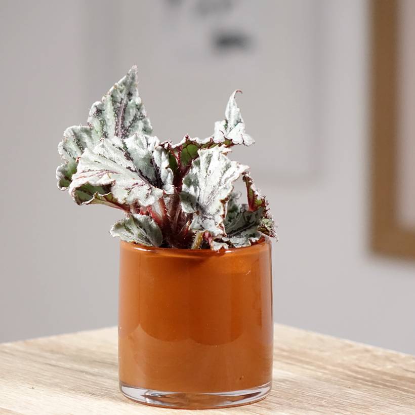 Begonia Rex Dew Drop Mini-plante