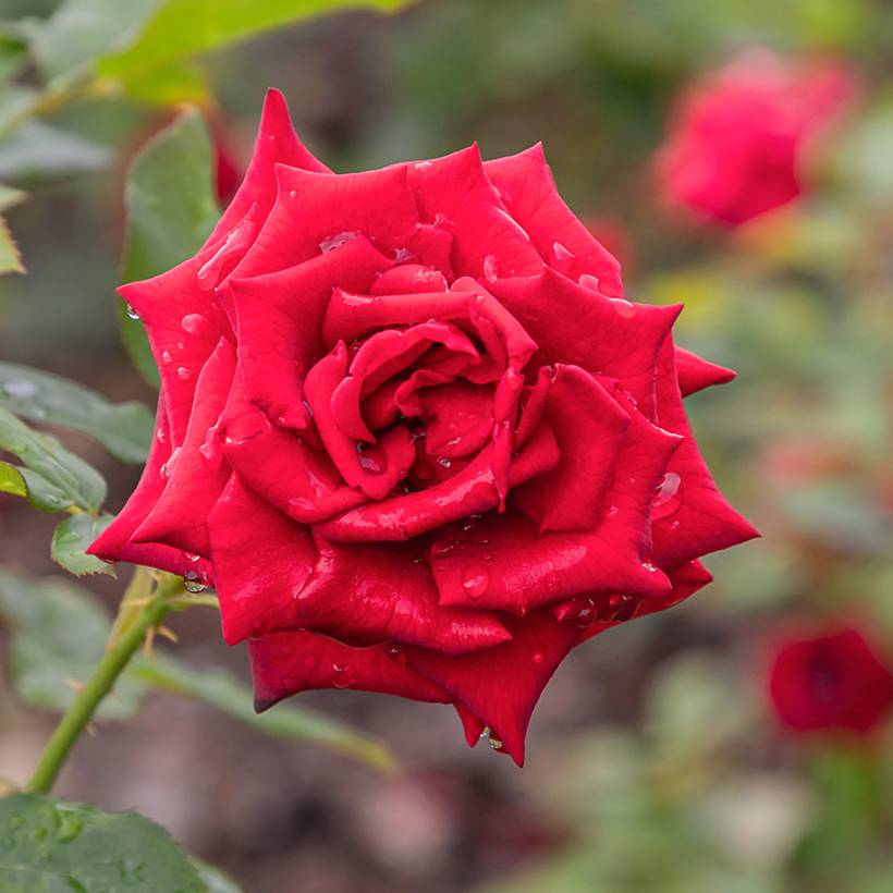 Promesse de Fleurs - Rosier à grandes fleurs Mister Lincoln Racines nues en motte