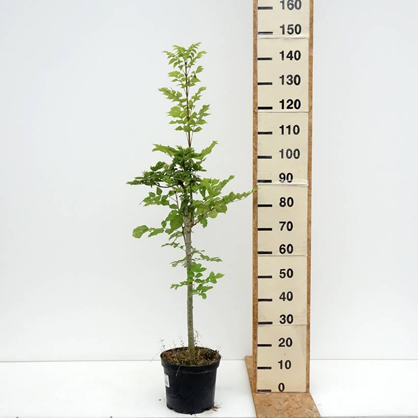 Frêne nain - Fraxinus excelsior Abiona Pot de 7,5L/10L, Tige - Image 2