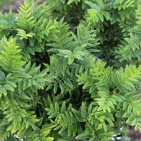Frêne nain - Fraxinus excelsior Abiona Pot de 7,5L/10L, Tige - Image 1