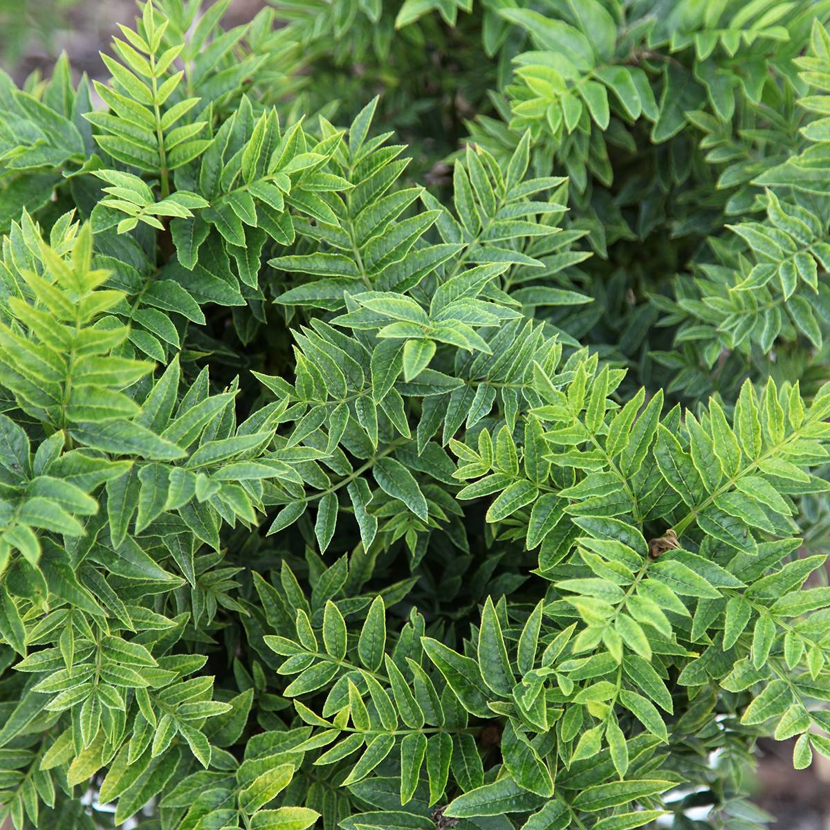 Frêne nain - Fraxinus excelsior Abiona Pot de 7,5L/10L, Tige - Image 1