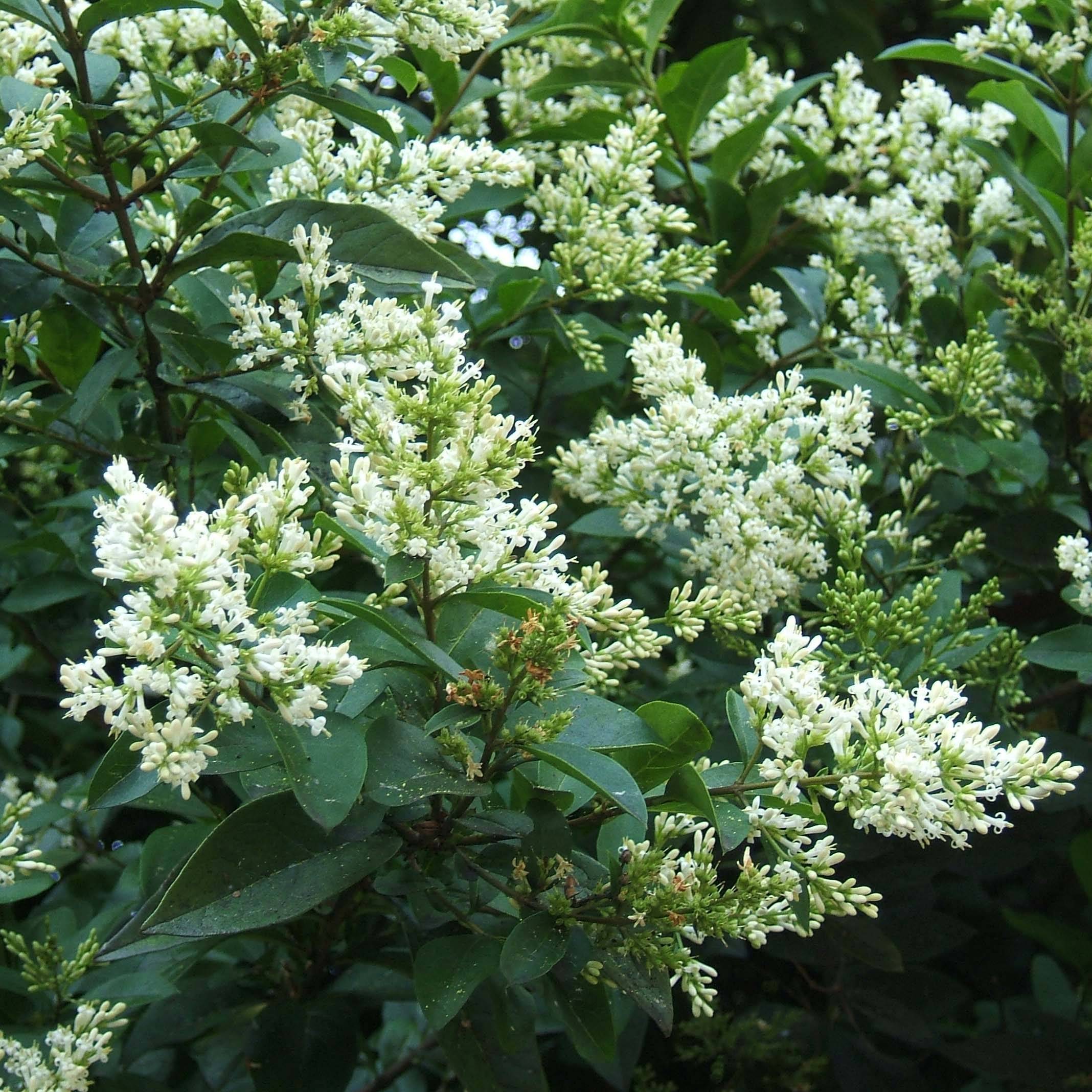 Troène - Ligustrum ovalifolium Pot de 7,5L/10L - Image 1