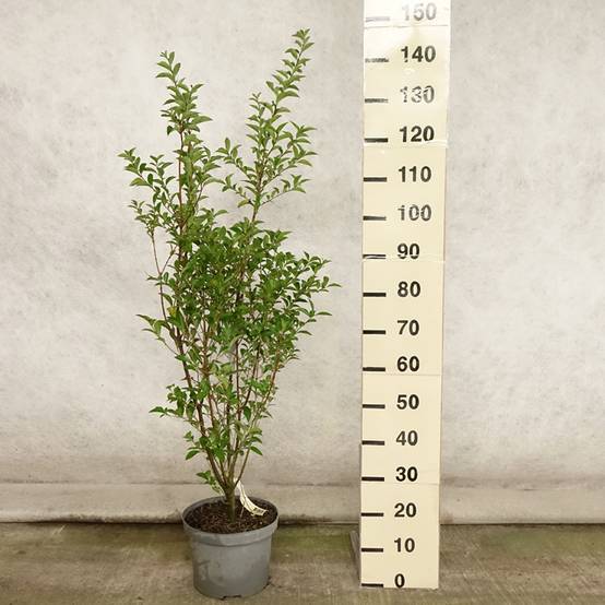 Troène - Ligustrum ovalifolium Pot de 7,5L/10L - Image 2