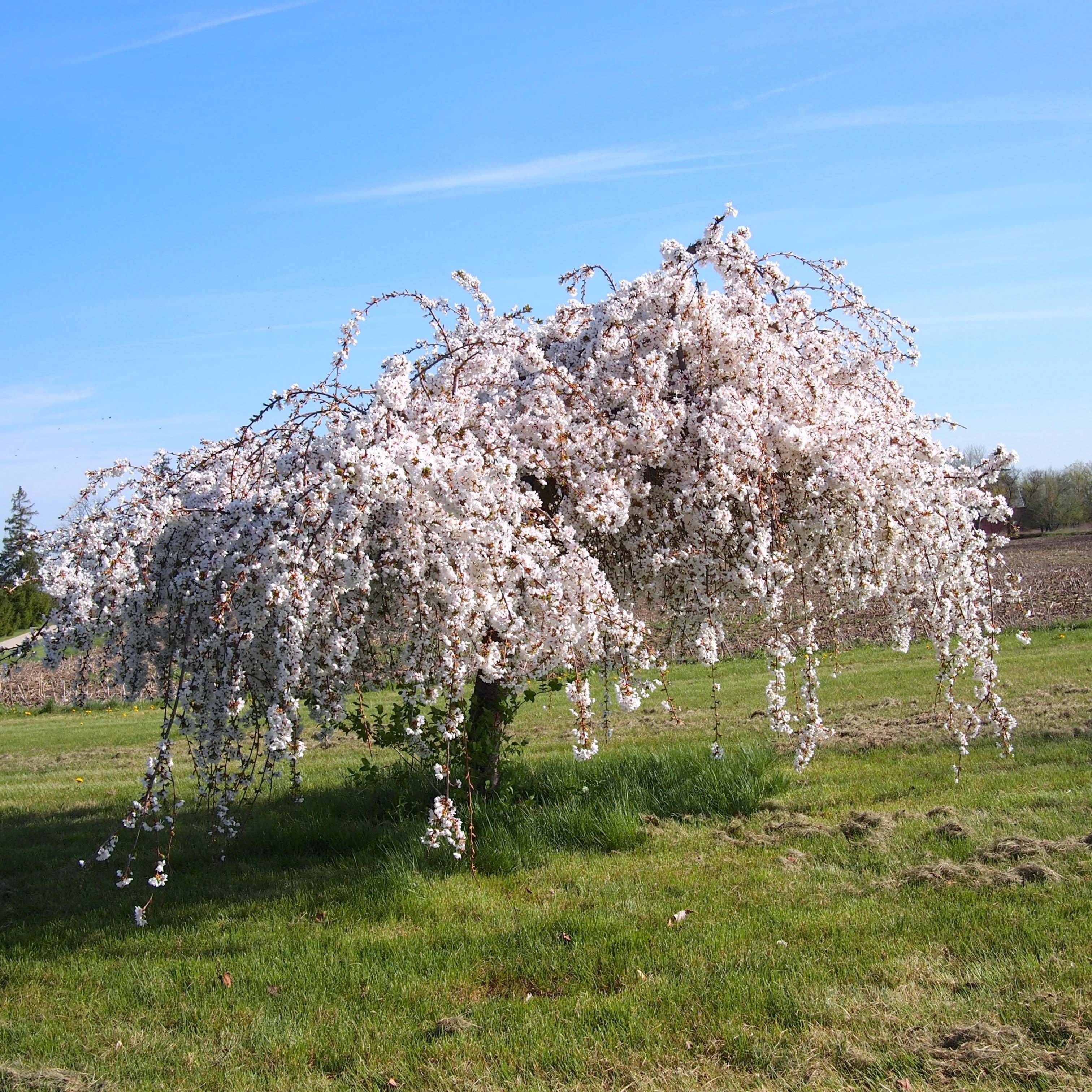 Promesse de Fleurs - Cerisier à fleurs - Prunus Snow Fountains Pot de 7,5L/10L, Tige, Tige 40 cm