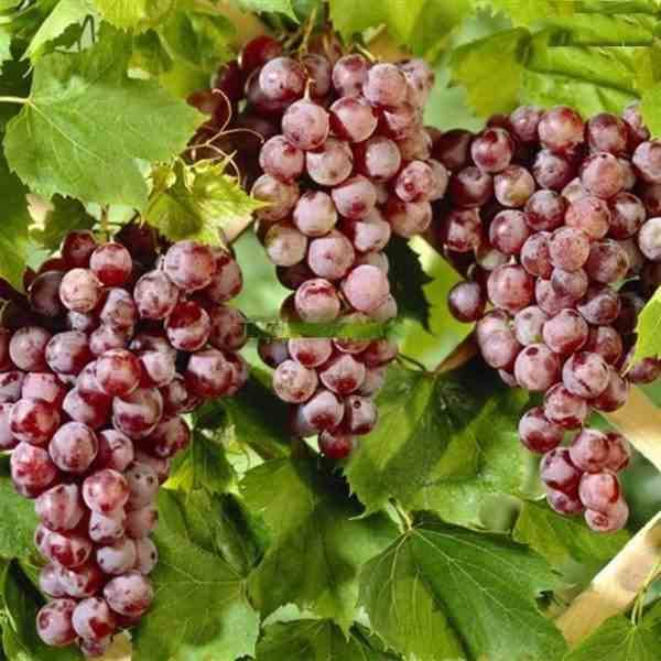 Vigne à raisin rouge (Vitis labrusca Spulga) Taille:Pot de 2 litres ...
