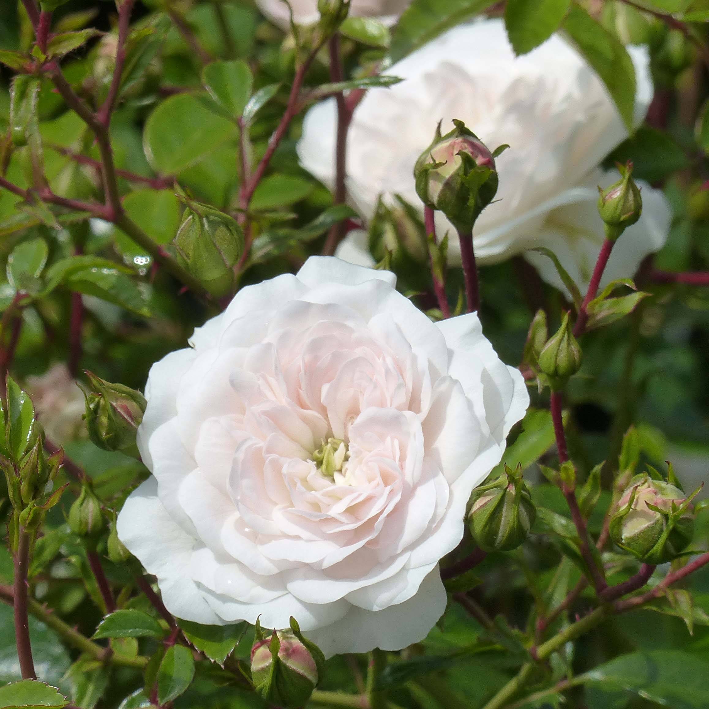 Promesse de Fleurs - Rosier couvre-sol Swany Pot de 3L/4L