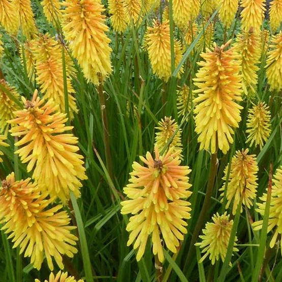 Promesse de Fleurs - Kniphofia Wrexham Buttercup - Tritoma Wrexham Buttercup Godet de 8/9 cm