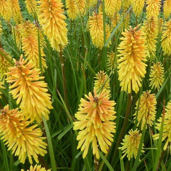 Promesse de Fleurs - Kniphofia Wrexham Buttercup - Tritoma Wrexham Buttercup Godet de 8/9 cm