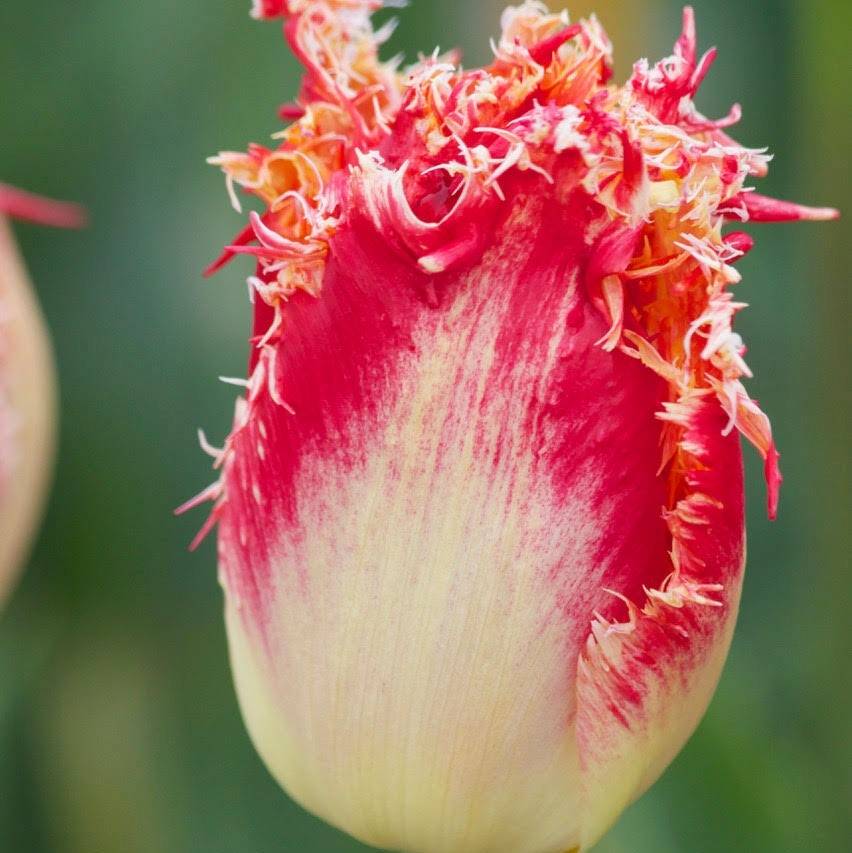 Promesse de Fleurs - Tulipe dentelée Joint Division Bulbe calibre 11+ (par 6)