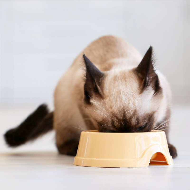 Nestor - Pâtées Sans Céréales Bio Truite & Dinde pour Chat - Image 2