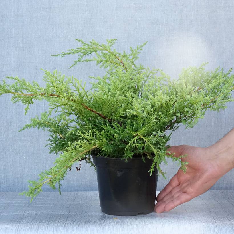 Genévrier de Pfitzer Compact - Juniperus pfitzeriana Compacta Pot de 2L/3L - Image 2