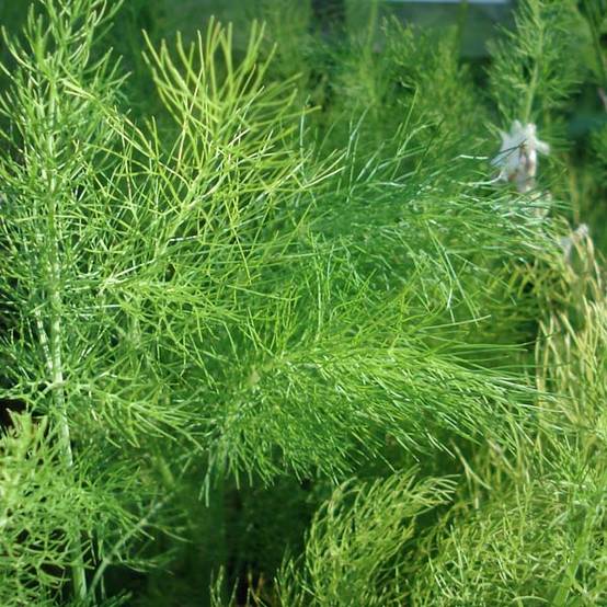 Fenouil - Foeniculum vulgare Godet de 7/8 cm