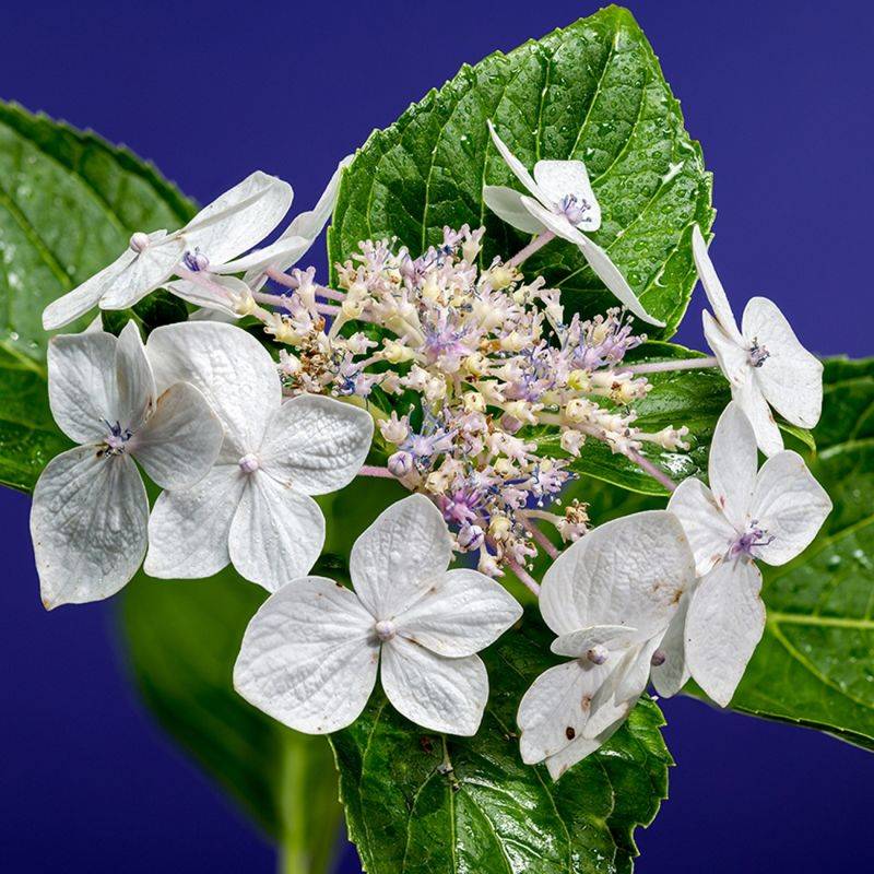 Hortensia à grandes feuilles 'Libelle' (Hydrangea macrophylla 'Libelle') - Godet 9cm - Pépinières Naudet - Image 2