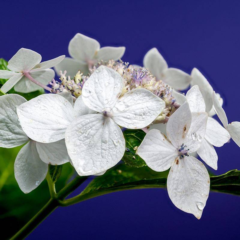 Hortensia à grandes feuilles 'Libelle' (Hydrangea macrophylla 'Libelle') - Godet 9cm - Pépinières Naudet - Image 1