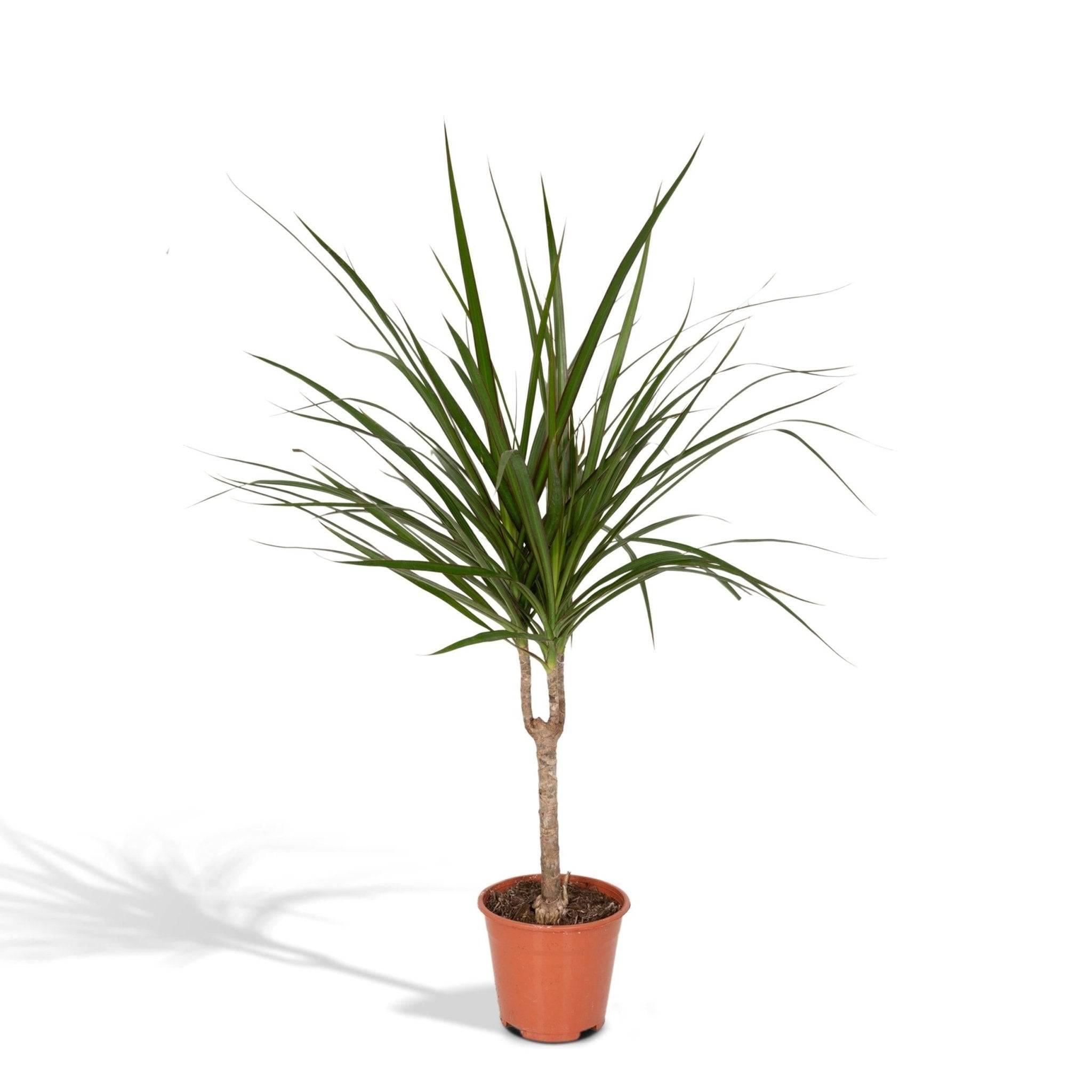 La Green Touch - Dracaena Marginata 70cm - Plante d'intérieur- La Green Touch - Image 2