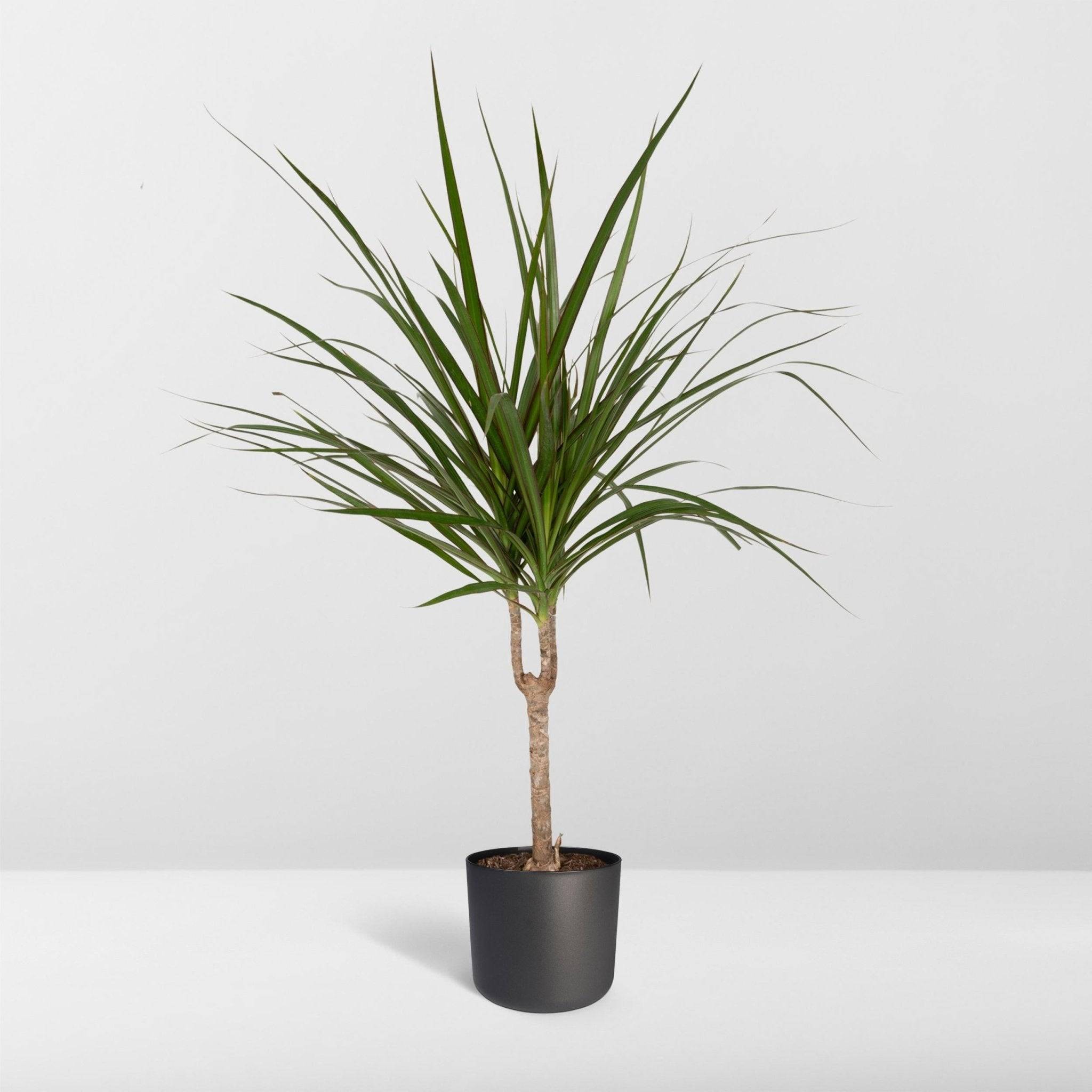La Green Touch - Dracaena Marginata 70cm - Plante d'intérieur- La Green Touch - Image 8