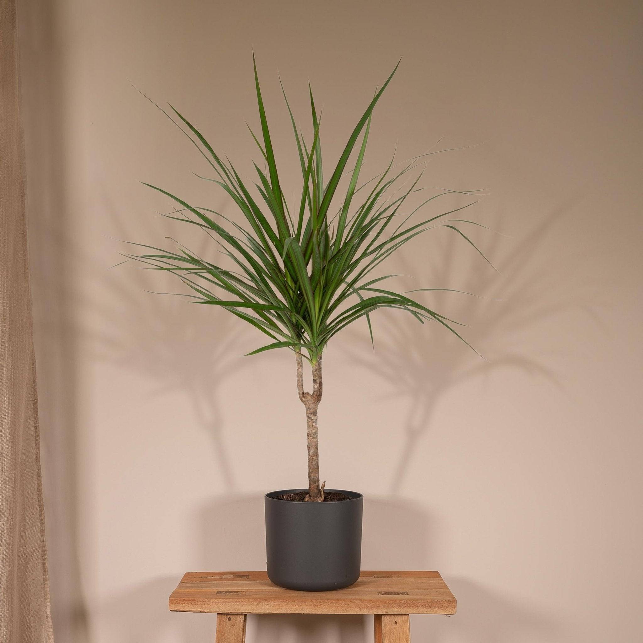 La Green Touch - Dracaena Marginata 70cm - Plante d'intérieur- La Green Touch - Image 3