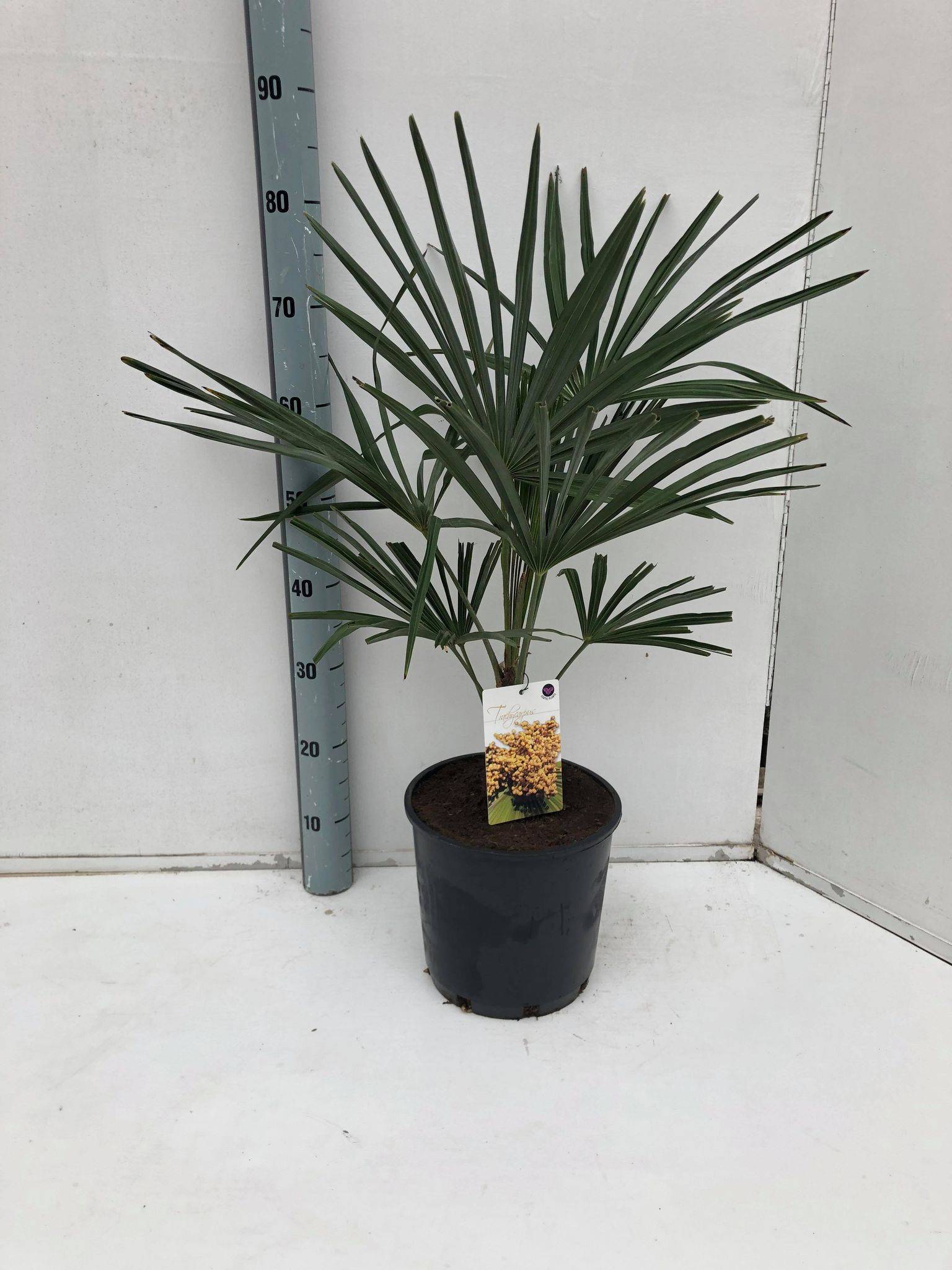 0 - Kit 3 trachycarpus fortunei pour création de bosquet - Image 1