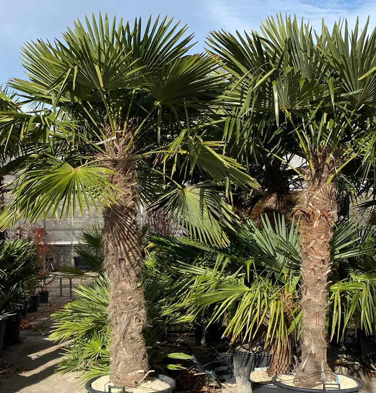 0 - Kit 3 trachycarpus fortunei pour création de bosquet - Image 3