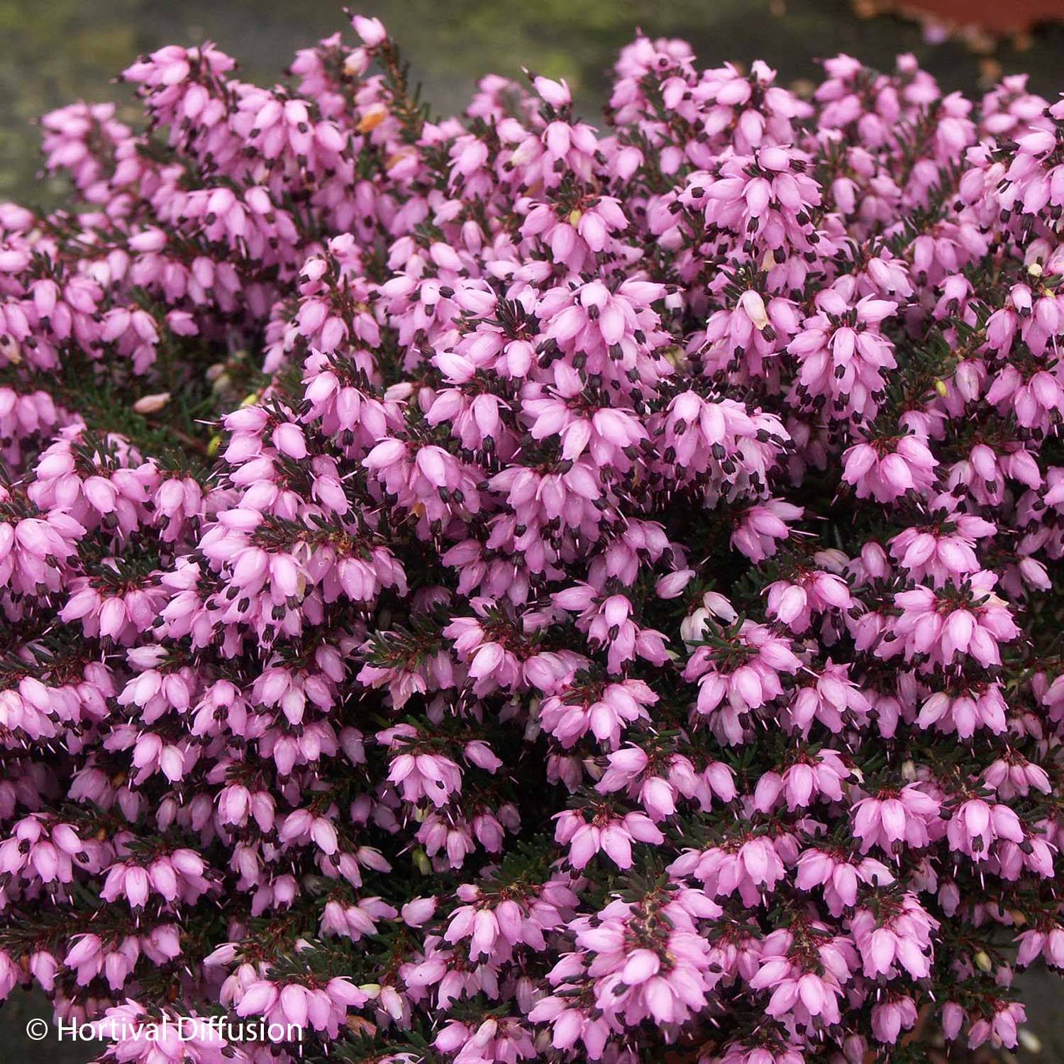 Erica darleyensis Tyann - Bruyère d'hiver Godet de 8/9 cm - Image 1