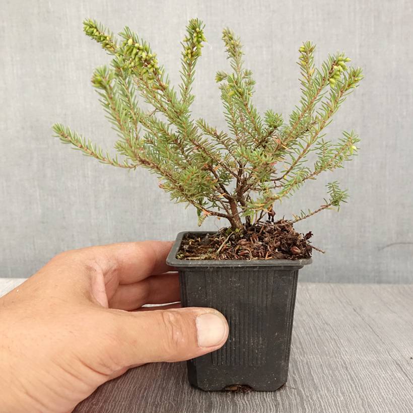 Erica darleyensis Tyann - Bruyère d'hiver Godet de 8/9 cm - Image 2